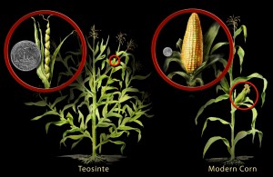 corn and teosinte differences