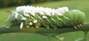 tomato hornmworm
