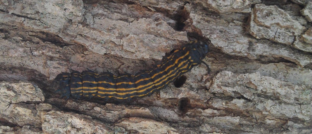 Late instar orangestripped oakworm on a tree trunk. Photo: SD Frank