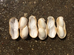 Pod maturity for peanut planted May 5, May 18, and May 27 (from left to right) with image recorded August 20