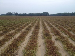 Severe drought and infestation of spider mites