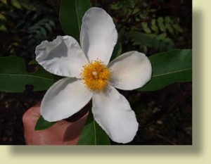 xGordlinia grandiflora 'Sweet-Tea' Mountain Gordlinia