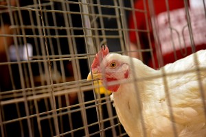 Hen under close scrutiny at FFA poultry evaluations at the State Fairgrounds.