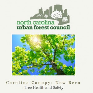 Carolina-Canopy-New-Bern-2015
