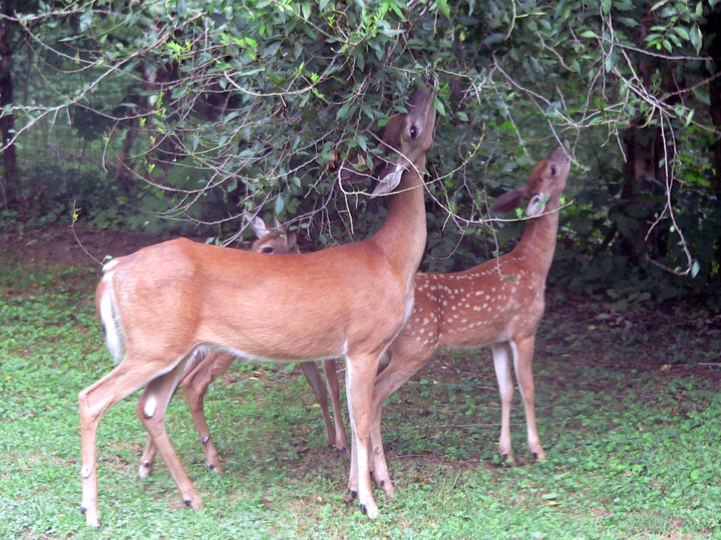 Deer browsing