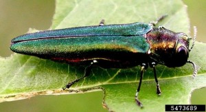 Emerald ash borer