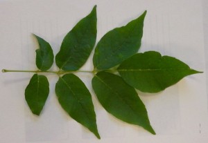 ash leaf