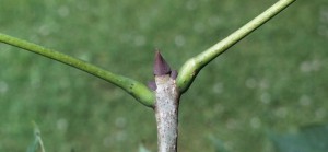 opposite leaf arrangement