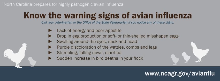 Avian flu warning signs
