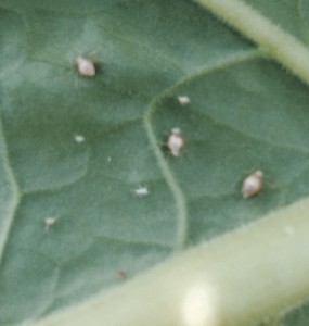 Parasitized aphid mummies. Photo: Jeremy Slone