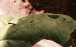Multiple stilt bugs on a single leaf. Photo: Jeremy Slone