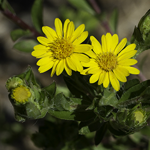 Maryland golden aster