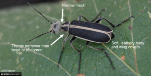 Cover photo for Blister Beetles of Hay and Forages in North Carolina