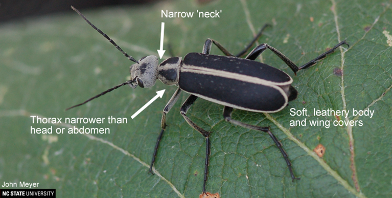 blister beetles