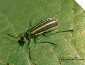 Figure 2. The Striped Blister Beetle  (Epicauta vittata) Clemson Univ. USDA CES