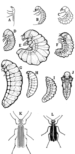 Figure 3. Blister beetle developmental stages. A-H. Larvae, I. Prepupa, J. Pupa, K. Threestriped blister beetle, L. Margined blister beetle. http://ipm.ncsu.edu/AG271/soybeans/blister_beetle.html  Steve Bambara. 