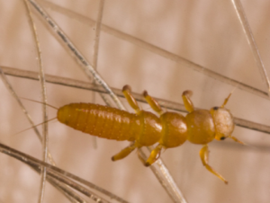 Figure 4. Blister Beetle Young, Active Larva Searching For Prey. http://tt.ibt.lt/