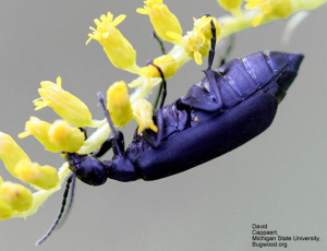 Figure 5. The Black Blister Beetle  (Epicauta pensylvanica) David Cappaert