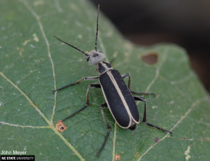 Figure 6. The Margined Blister Beetle (Epicauta funebris or pestifera) John Meyer