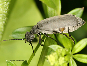 Figure 7. The Ashgray Blister Beetle  (Epicauta fabricii) 2006 Tom Murray