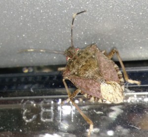 Shorter days and cool temperatures are signaling the brown marmorated stink bugs to look for overwintering sites.