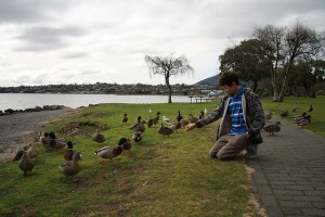 Avoid Contact with Wild Ducks and Surface Water Where they Swim - image by A1404 CC-BY-SA