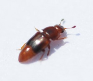 Sap beetle adult