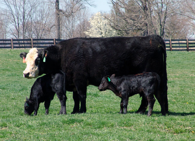 Expecting Twins? Here’s Some Tips on Caring for Them…Calves That Is