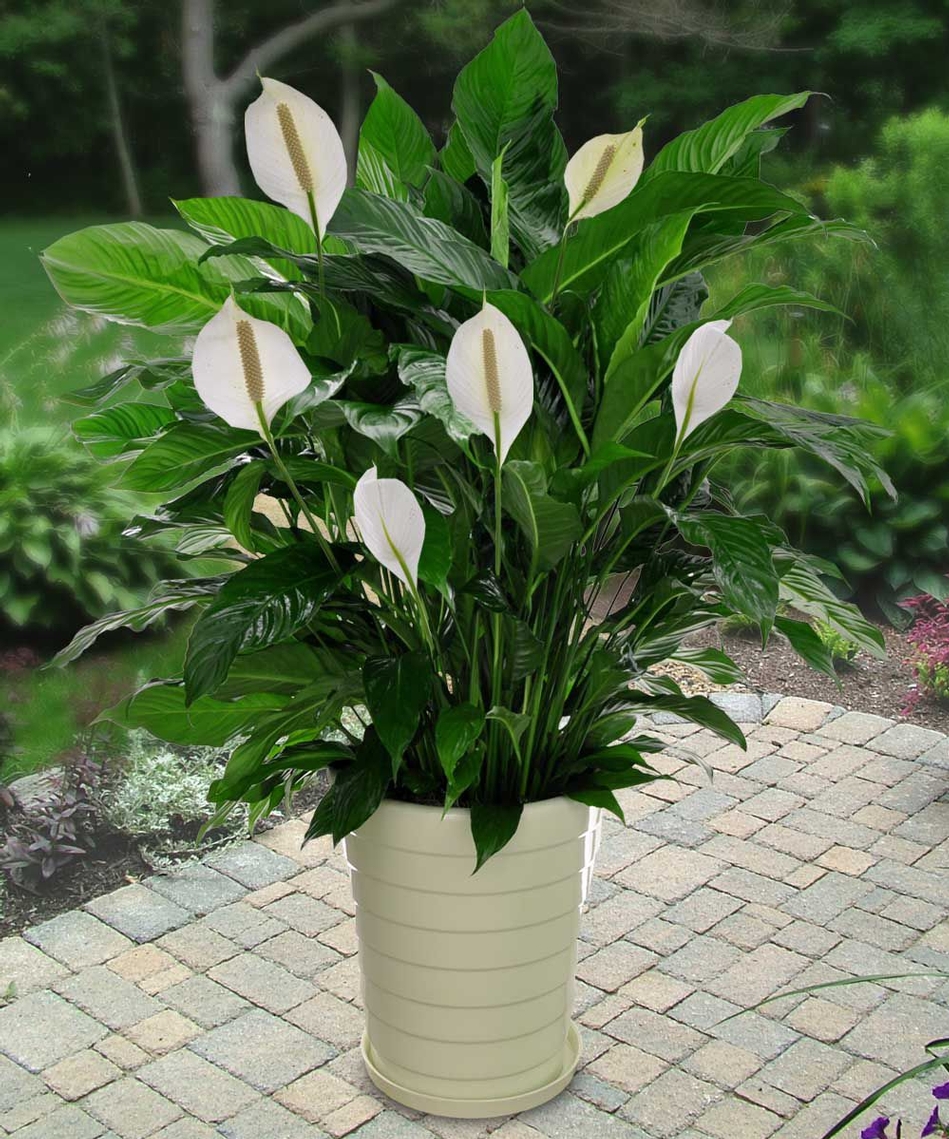 houseplants and their care for the winter north carolina how to get a christmas cactus to bloom