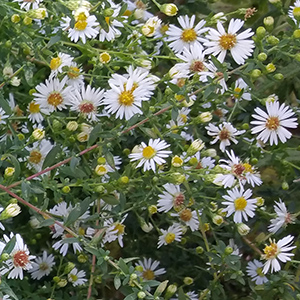 Symphyotrichum pilosum