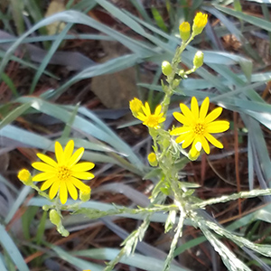 Pityopsis graminifolia