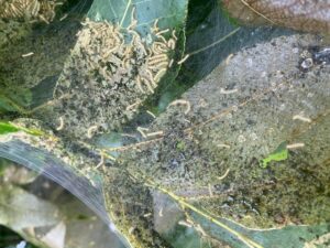 Fall Webworm on Pecan tree