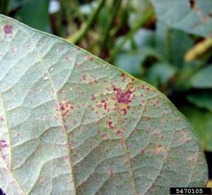 Cover photo for Soybean Rust Update August 23, 2017