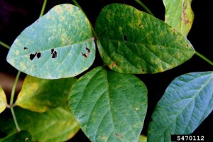 soybean rust Photographer: Daren Mueller, ISU, Bugwood.org