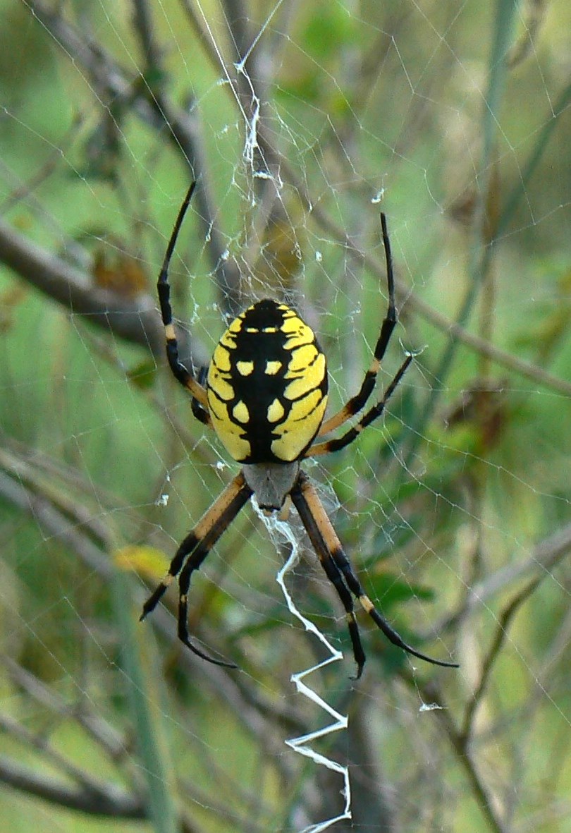 Don T Be Spooked By Spiders North Carolina Cooperative Extension