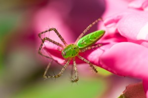 green lynx spider
