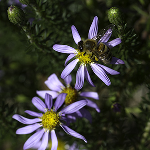 Stiff-leaf aster