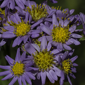 'Jin Dai' aster