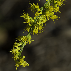 Solidago stricta