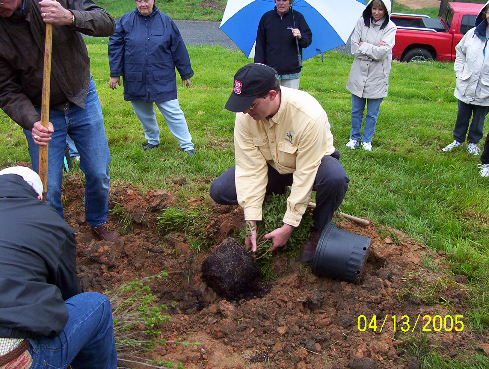 how to plant shrub