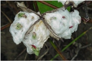 Seed sprouting in cotton lint