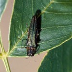 Emerald Ash Borer adult