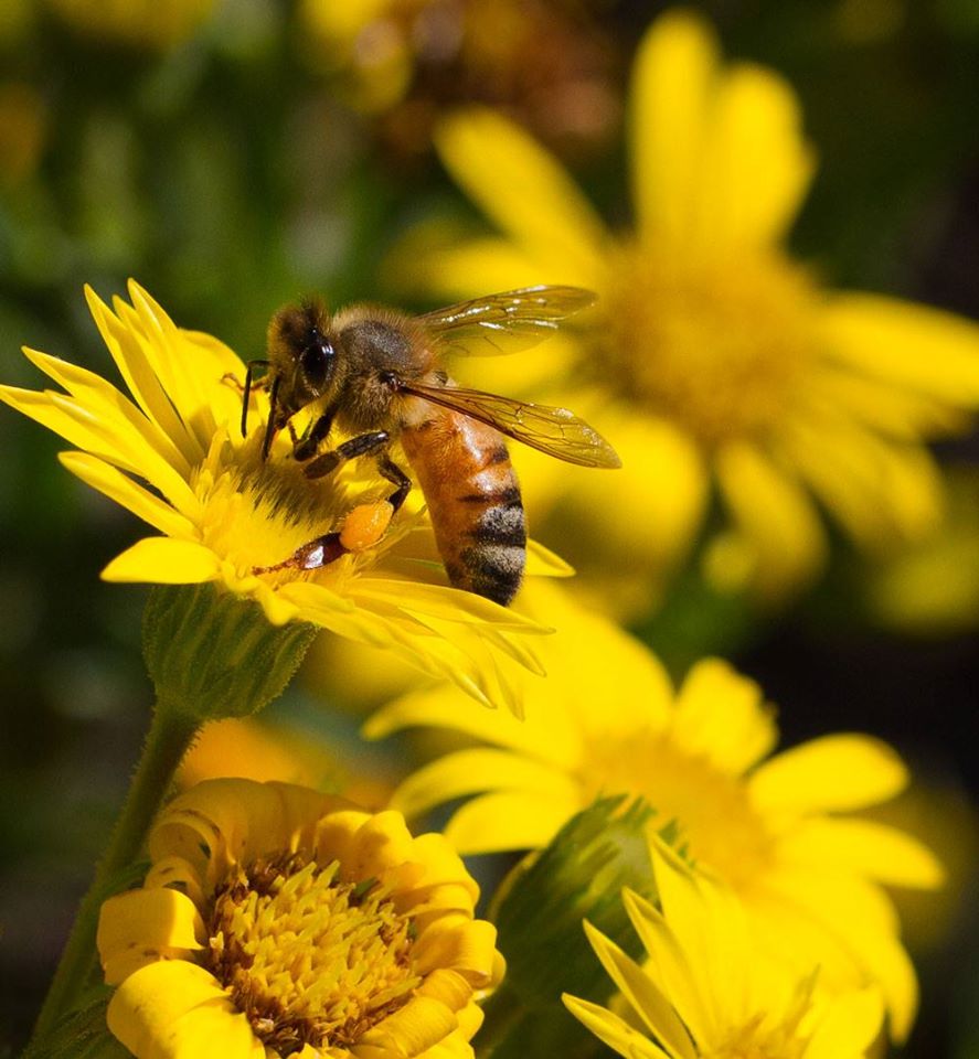 Honey bee on Maryland golden aster