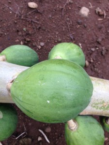 papaya fruit