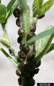 Megacopta cribraria, kudzu bug Photographer:Russ Ottens, University of Georgia, Bugwood.org