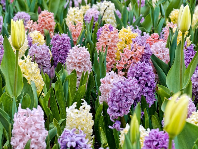 Choosing Spring Bulbs North Carolina Cooperative Extension Choosing Spring Bulbs