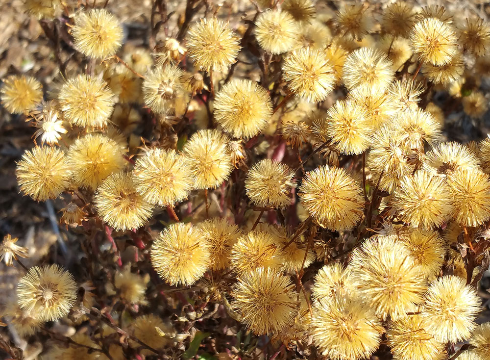 The late November chubby seedheads of Maryland golden aster (Chrysopis mariana) are as golden as the blooms!