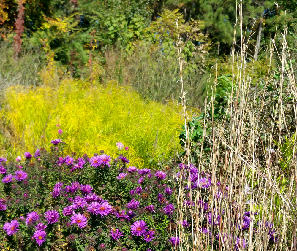 The Purple Dome New England aster looks gorgeous in front of the Amsonia displaying its golden yellow fall color.