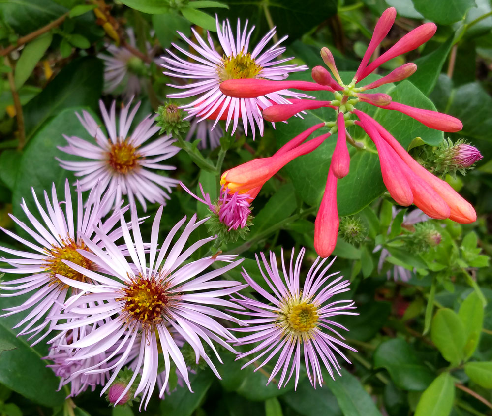 Sweet combo of native climbing aster and coral honeysuckle in the pollinator garden in mid-November
