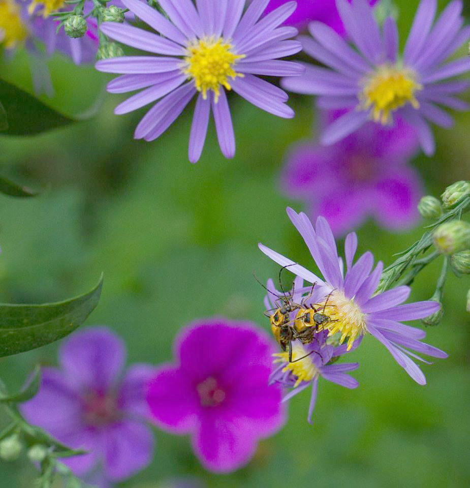 Soldier beetles enjoying the smooth aster (Symphyotrichum laeve 'Bluebird) and perennial geraniums in late September.